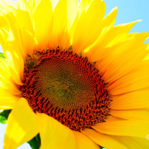 太陽の花 sunflower